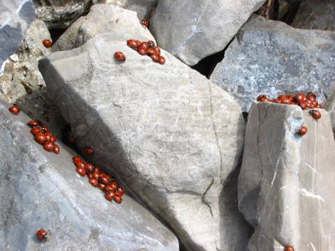 Coccinelle a 2000 m.s.l.m.